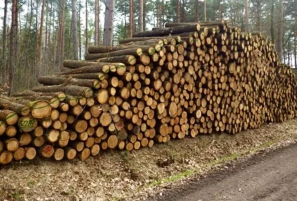 Grumes de chêne de haute qualité PEFC par 1 camion – 60M3